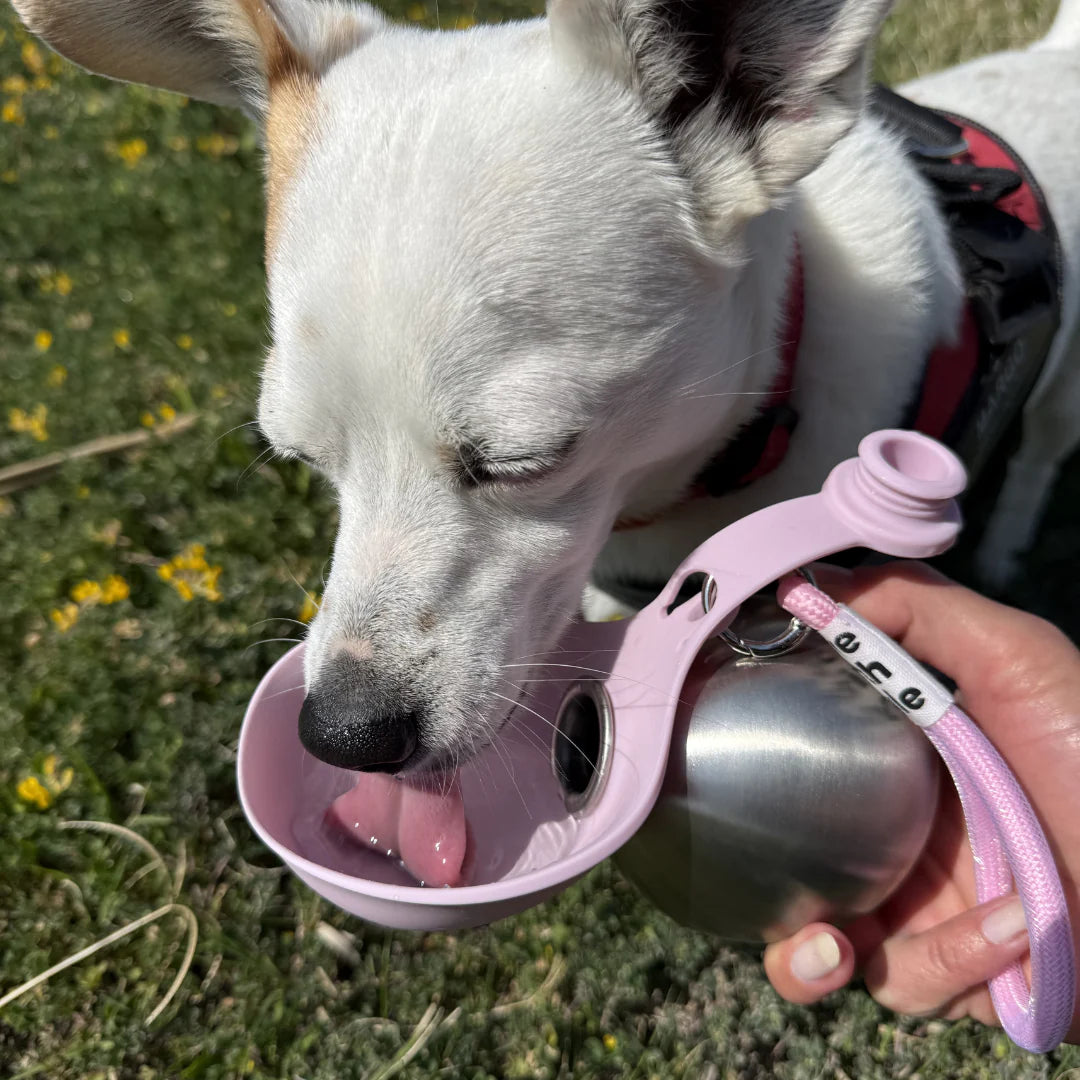 2-in-1 water bottle